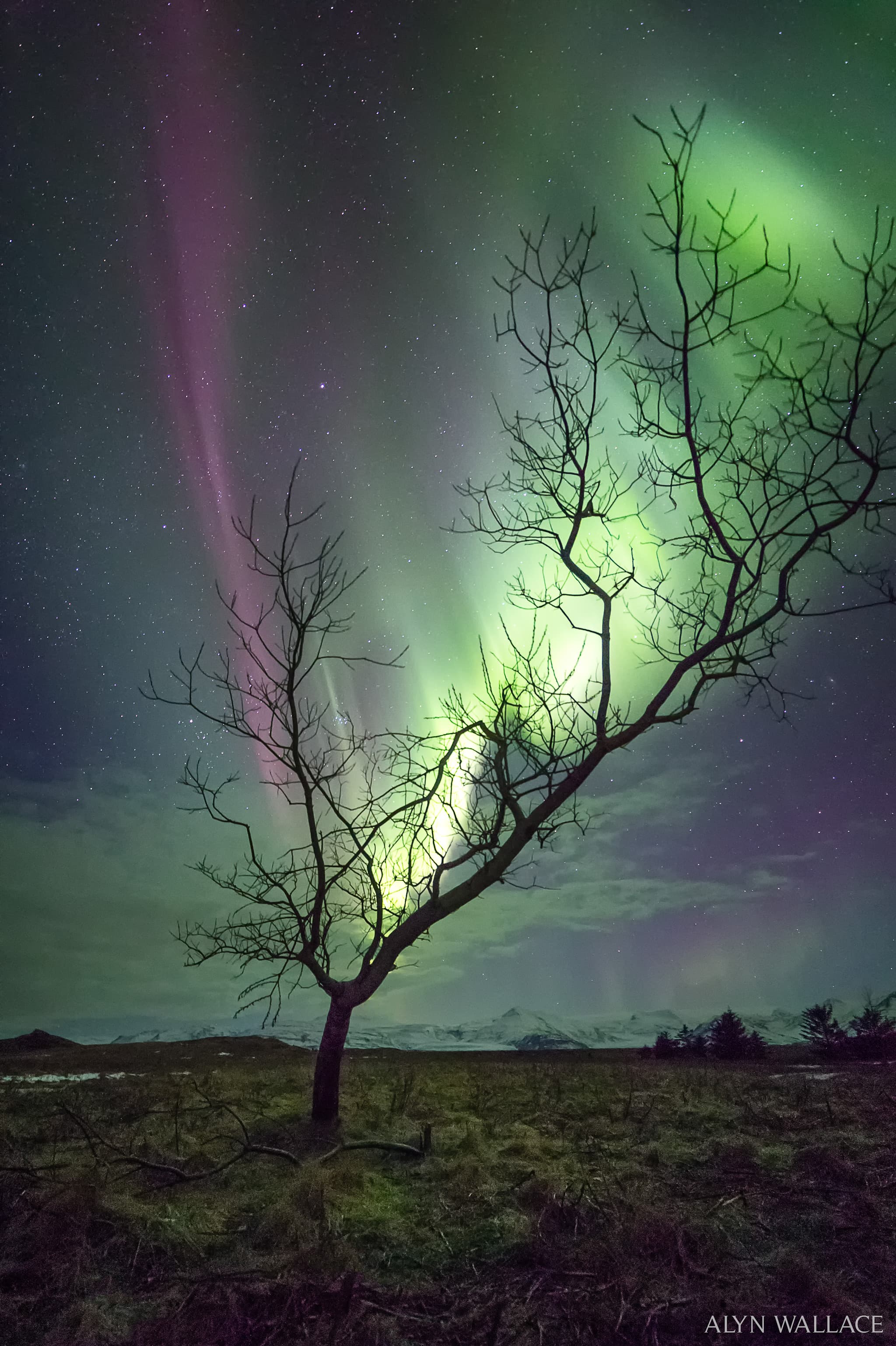 NASA obrázek dne: Strom Aurora